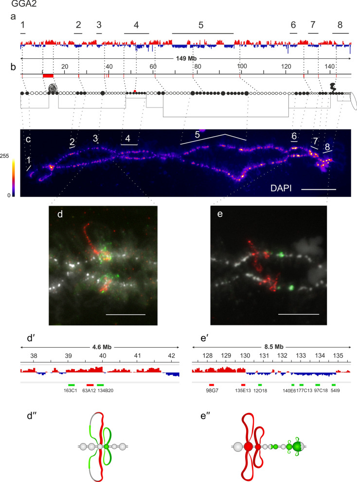 Assignment of the somatic A/B compartments to chromatin domains in giant transcriptionally active lampbrush chromosomes.