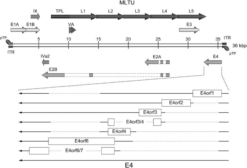 The adenoviral E4orf3/4 is a regulatory polypeptide with cell transforming properties in vitro