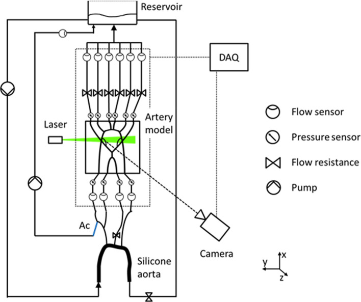 Investigation of Cerebral Hemodynamics During Endovascular Aspiration: Development of an Experimental and Numerical Setup.