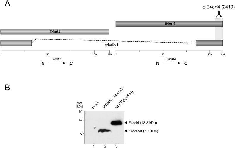 The adenoviral E4orf3/4 is a regulatory polypeptide with cell transforming properties in vitro