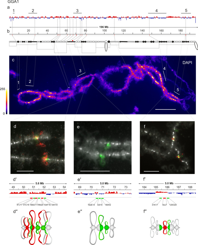 Assignment of the somatic A/B compartments to chromatin domains in giant transcriptionally active lampbrush chromosomes.