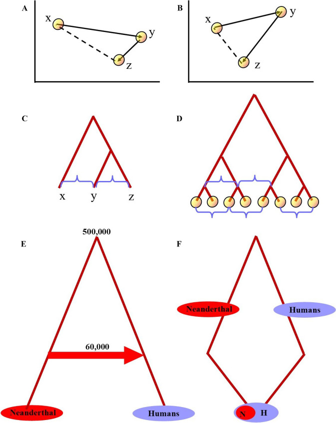 Non-ultrametric phylogenetic trees shed new light on Neanderthal introgression.