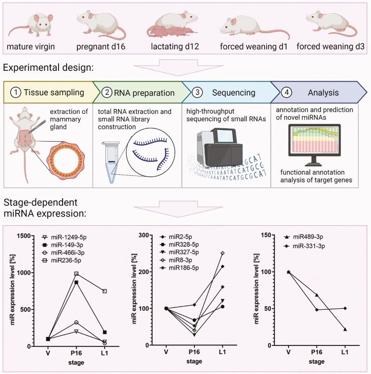 Growth and development of the mammary gland in mice-control of the insulin-like growth factor system by hormones and metalloproteases, and putative interference with micro RNAs.