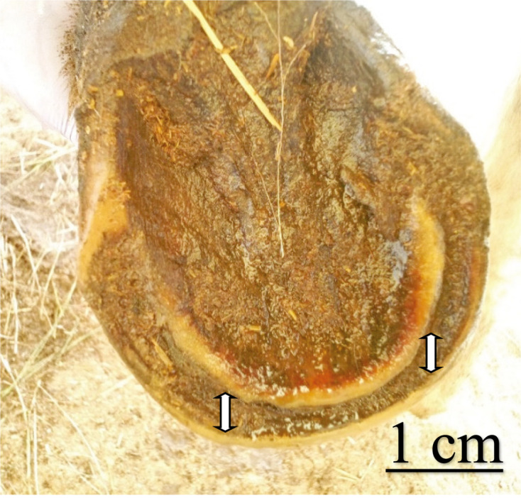 Occurrence of equine metabolic syndrome, clinical manifestations, and associated risk factors in Nigeria.