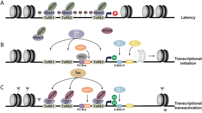 A complex network of transcription factors and epigenetic regulators involved in bovine leukemia virus transcriptional regulation.