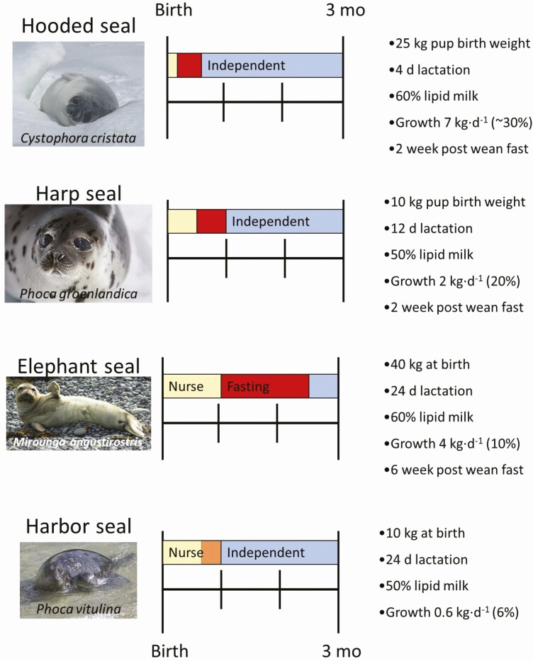 Extraordinary diversity of the pinniped lactation triad: lactation and growth strategies of seals, sea lions, fur seals, and walruses.