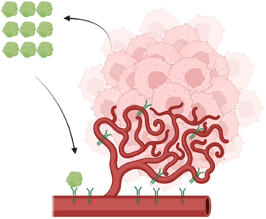 Mechanisms of Mitochondrial Oxidative Stress in Brain Injury: From Pathophysiology to Therapeutics.