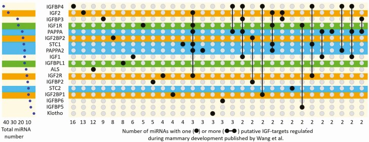 Growth and development of the mammary gland in mice-control of the insulin-like growth factor system by hormones and metalloproteases, and putative interference with micro RNAs.