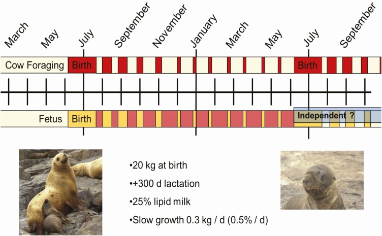 Extraordinary diversity of the pinniped lactation triad: lactation and growth strategies of seals, sea lions, fur seals, and walruses.