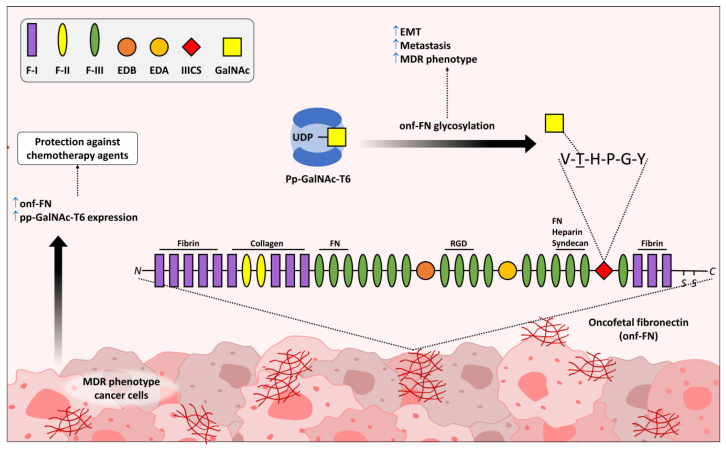 Bittersweet Sugars: How Unusual Glycan Structures May Connect Epithelial-to-Mesenchymal Transition and Multidrug Resistance in Cancer.