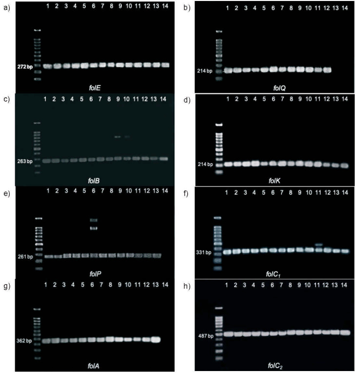 The Occurrence of Folate Biosynthesis Genes in Lactic Acid Bacteria from Different Sources.