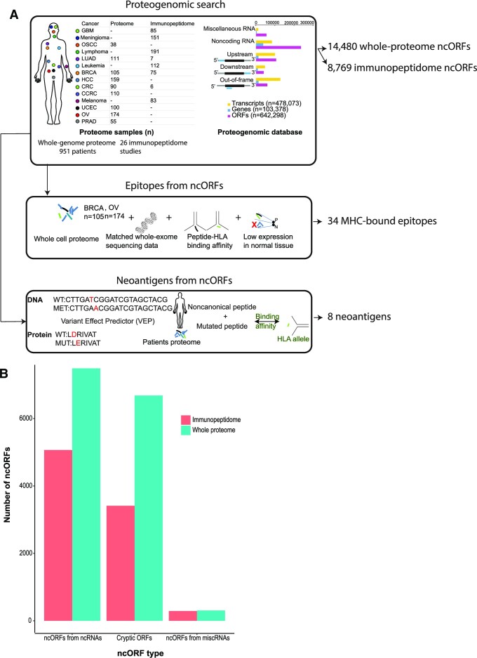 CrypticProteinDB: an integrated database of proteome and immunopeptidome derived non-canonical cancer proteins.