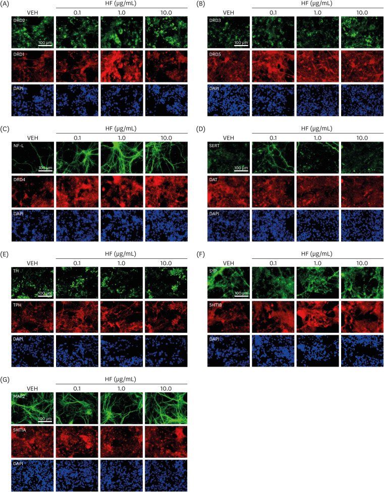 Dopamine and serotonin alterations by <i>Hizikia fusiformis</i> extracts under <i>in vitro</i> cortical primary neuronal cell cultures.