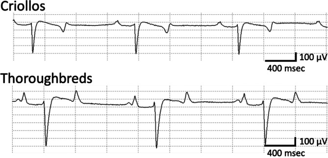 Preliminary study of heart rate variability in Criollo horses for the elucidation of their neurophysiological characteristics of autonomic nerve function.