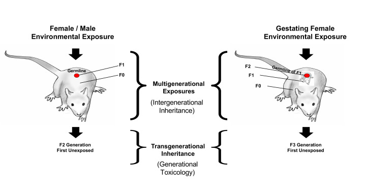 Epigenetic Inheritance and Transgenerational Environmental Justice.