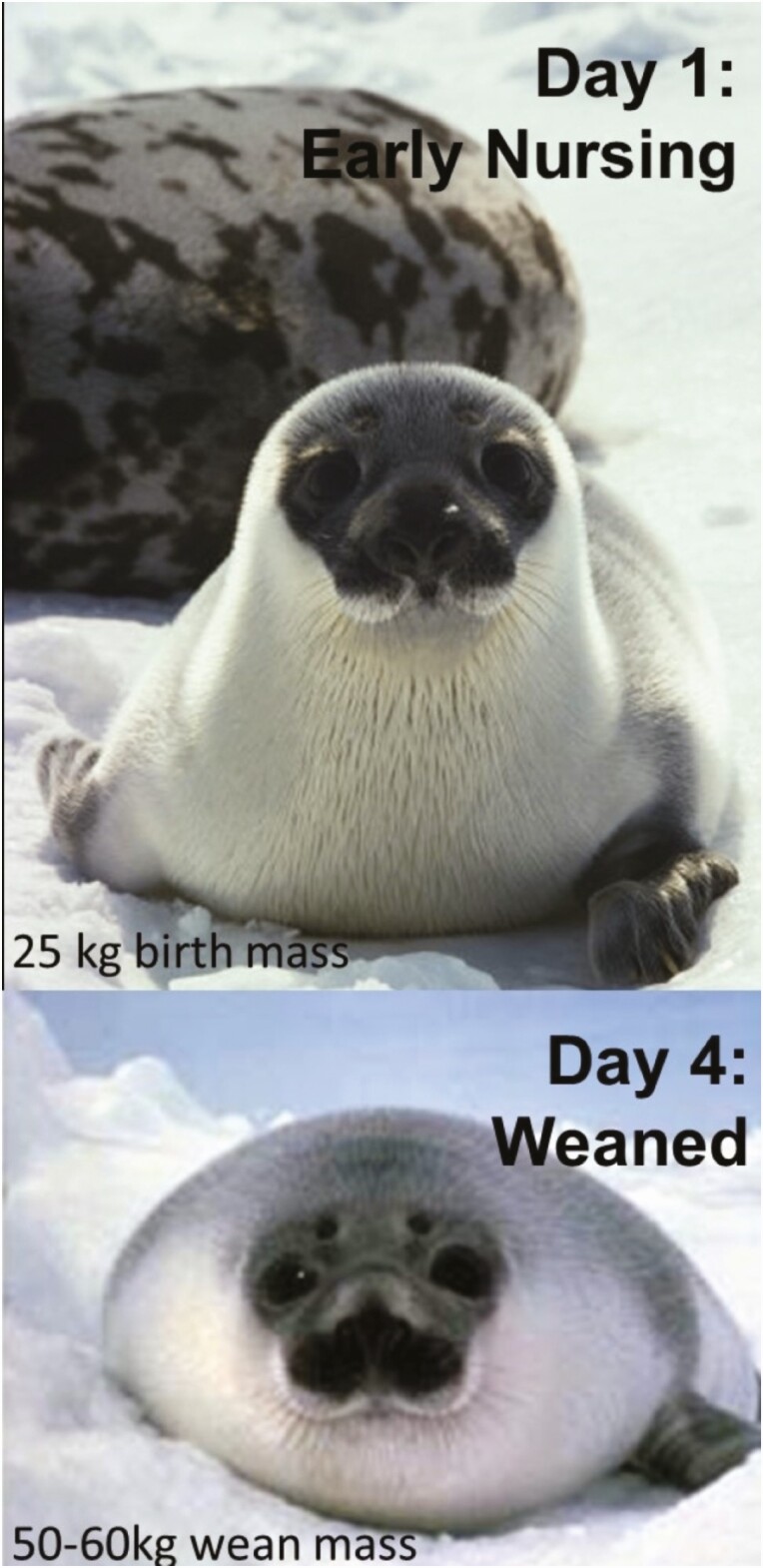 Extraordinary diversity of the pinniped lactation triad: lactation and growth strategies of seals, sea lions, fur seals, and walruses.