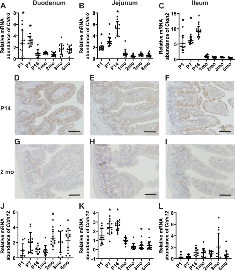 Maternal Epidermal Growth Factor Promotes Neonatal Claudin-2 Dependent Increases in Small Intestinal Calcium Permeability.