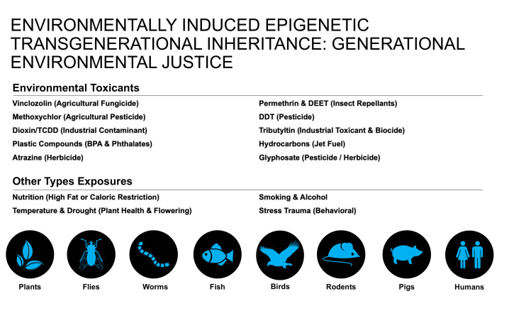 Epigenetic Inheritance and Transgenerational Environmental Justice.