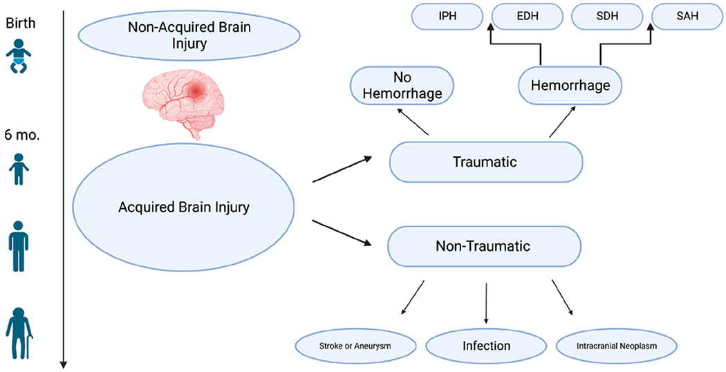 Mechanisms of Mitochondrial Oxidative Stress in Brain Injury: From Pathophysiology to Therapeutics.