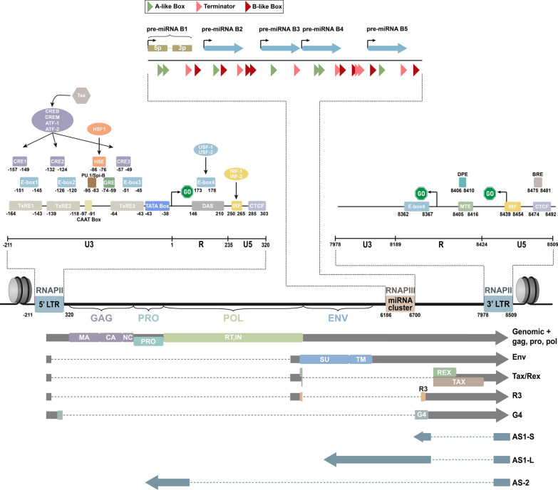 A complex network of transcription factors and epigenetic regulators involved in bovine leukemia virus transcriptional regulation.