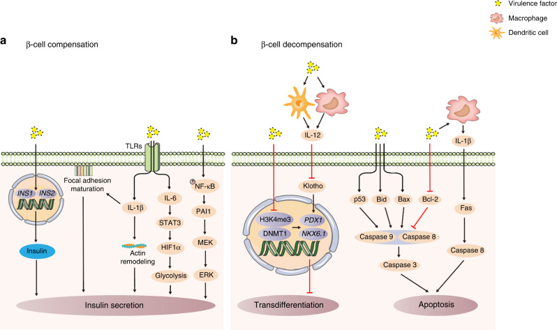 Periodontitis as a promoting factor of T2D: current evidence and mechanisms.