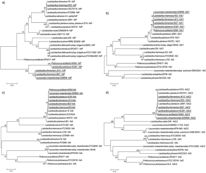 The Occurrence of Folate Biosynthesis Genes in Lactic Acid Bacteria from Different Sources.