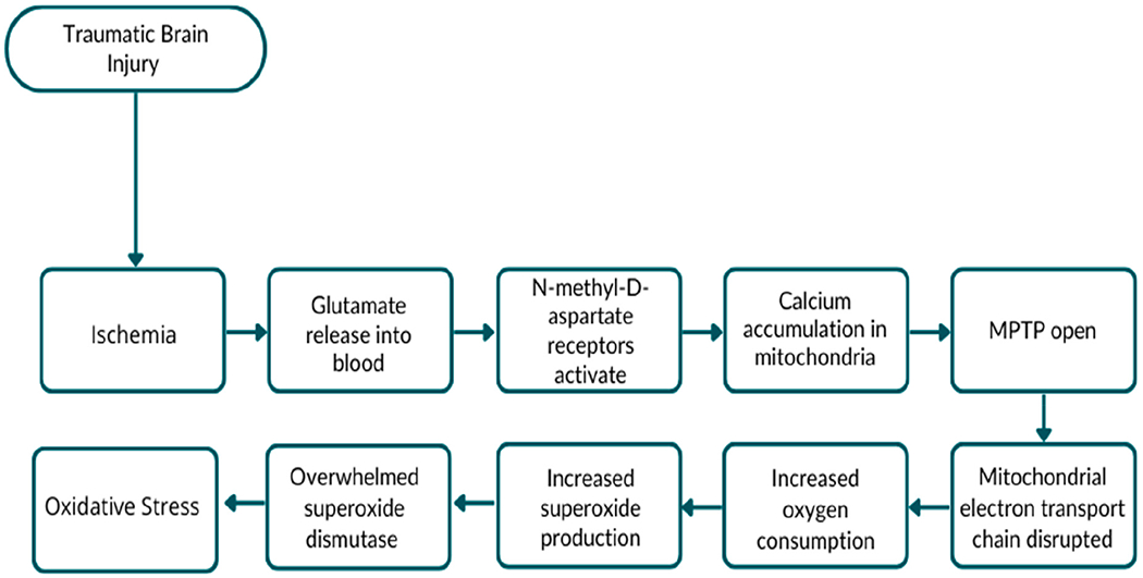 Mechanisms of Mitochondrial Oxidative Stress in Brain Injury: From Pathophysiology to Therapeutics.