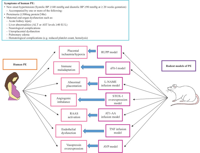 The Clinical Value of Rodent Models in Understanding Preeclampsia Development and Progression.