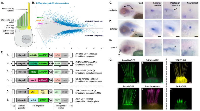 Regionalized Protein Localization Domains in the Zebrafish Hair Cell Kinocilium.