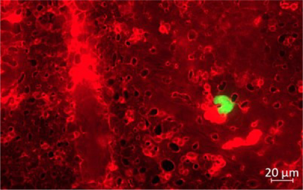 PEG-liposomal doxorubicin as a potential agent for canine metastatic osteosarcoma - <i>in vitro</i> and <i>ex ovo</i> studies.