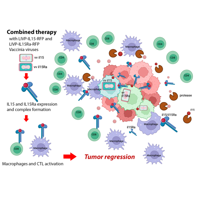 Oncolytic therapy with recombinant vaccinia viruses targeting the interleukin-15 pathway elicits a synergistic response.