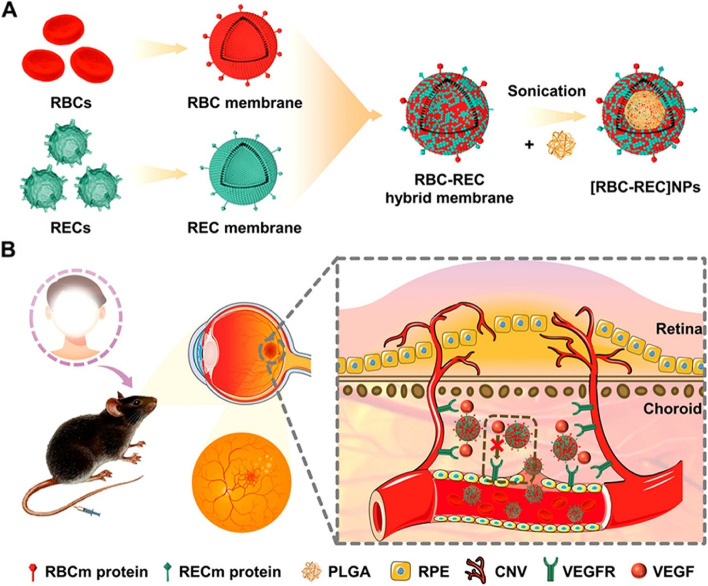 Stem cell-based drug delivery strategy for skin regeneration and wound healing: potential clinical applications.