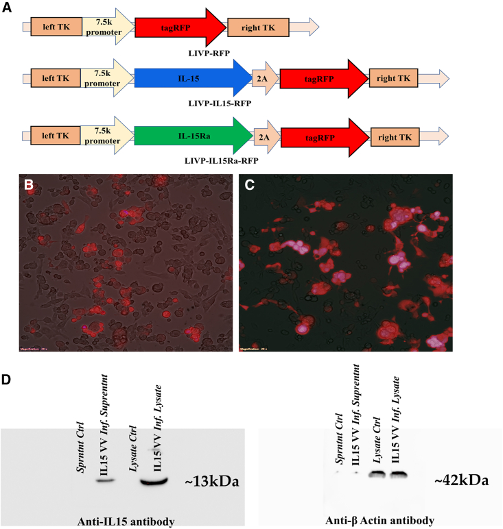 Oncolytic therapy with recombinant vaccinia viruses targeting the interleukin-15 pathway elicits a synergistic response.