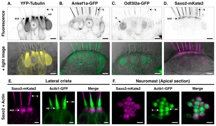 Regionalized Protein Localization Domains in the Zebrafish Hair Cell Kinocilium.