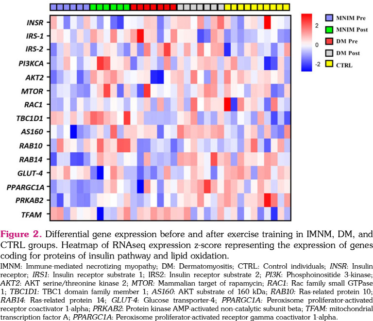 Exercise training attenuates skeletal muscle fat infiltration and improves insulin pathway of patients with immune-mediated necrotizing myopathies and dermatomyositis.