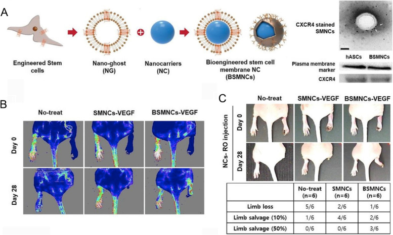 Stem cell-based drug delivery strategy for skin regeneration and wound healing: potential clinical applications.