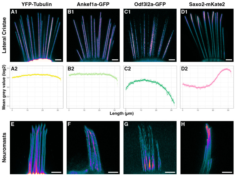 Regionalized Protein Localization Domains in the Zebrafish Hair Cell Kinocilium.