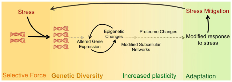 An Emerging Animal Model for Querying the Role of Whole Genome Duplication in Development, Evolution, and Disease.