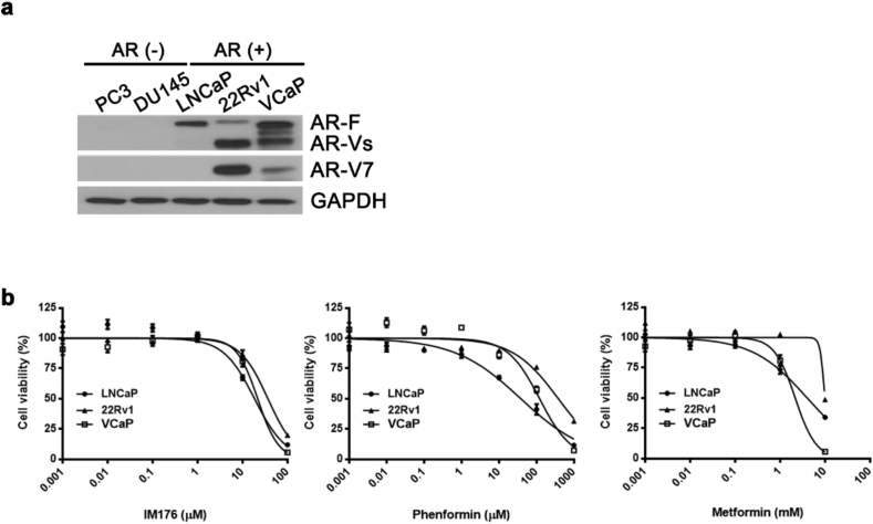 A novel biguanide derivative, IM176, induces prostate cancer cell death by modulating the AMPK-mTOR and androgen receptor signaling pathways