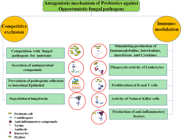 Probiotics and their postbiotics for the control of opportunistic fungal pathogens: A review