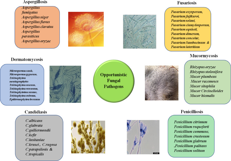 Probiotics and their postbiotics for the control of opportunistic fungal pathogens: A review