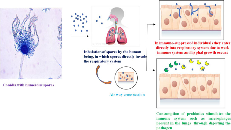 Probiotics and their postbiotics for the control of opportunistic fungal pathogens: A review