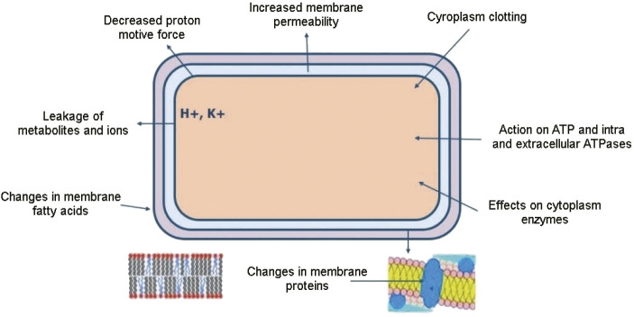 Essential Oil and Plant Extracts as Preservatives and Natural Antioxidants Applied to Meat and Meat Products: A Review.