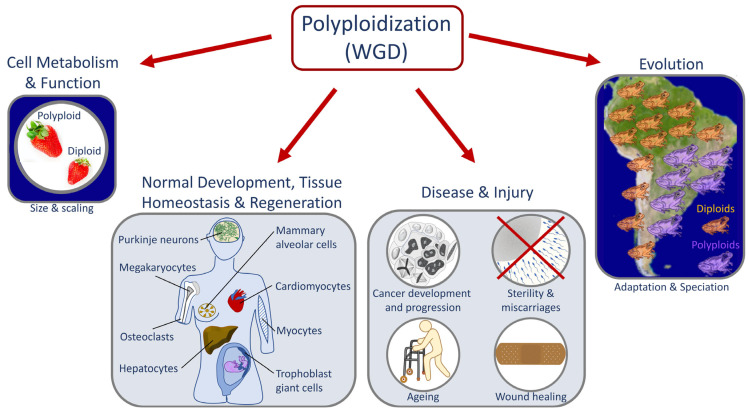 An Emerging Animal Model for Querying the Role of Whole Genome Duplication in Development, Evolution, and Disease.