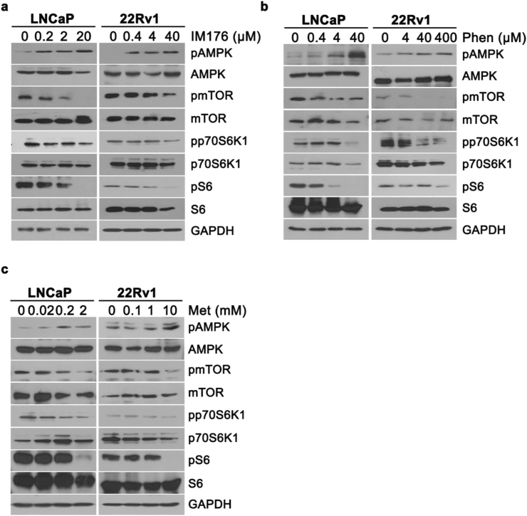 A novel biguanide derivative, IM176, induces prostate cancer cell death by modulating the AMPK-mTOR and androgen receptor signaling pathways