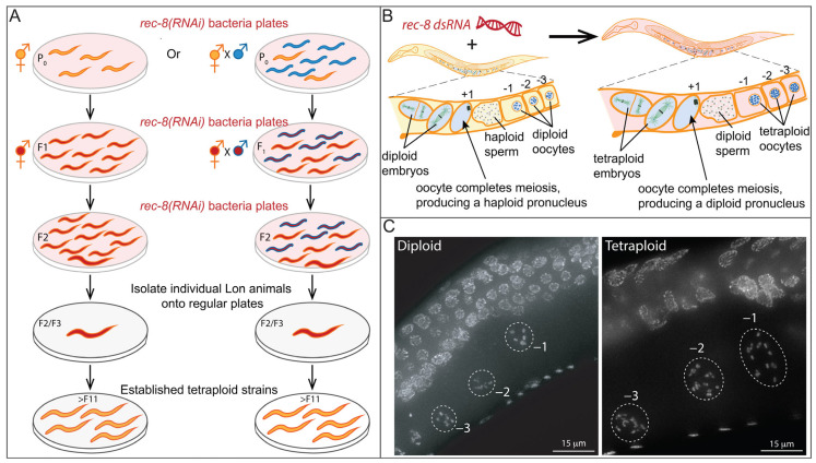 An Emerging Animal Model for Querying the Role of Whole Genome Duplication in Development, Evolution, and Disease.