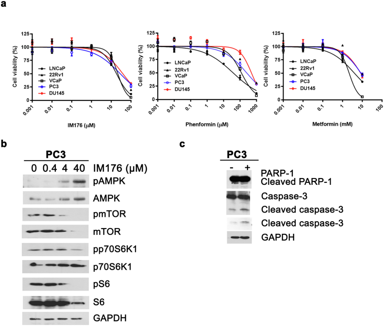 A novel biguanide derivative, IM176, induces prostate cancer cell death by modulating the AMPK-mTOR and androgen receptor signaling pathways