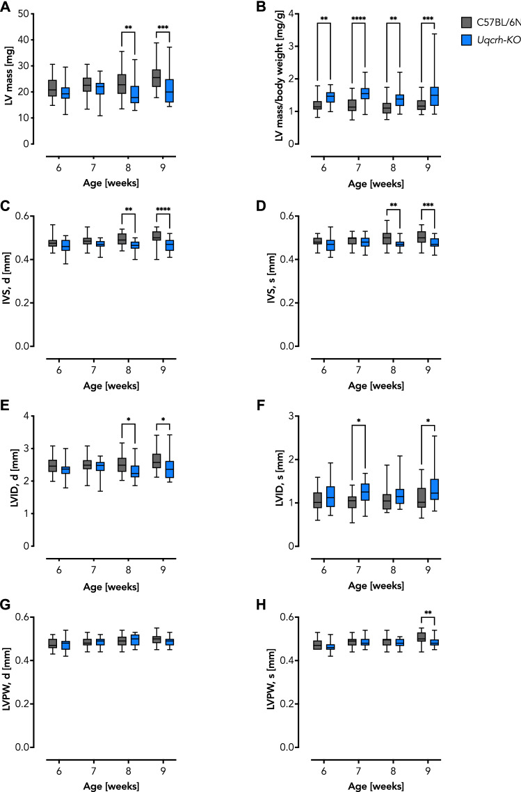 Knockout of the Complex III subunit Uqcrh causes bioenergetic impairment and cardiac contractile dysfunction.