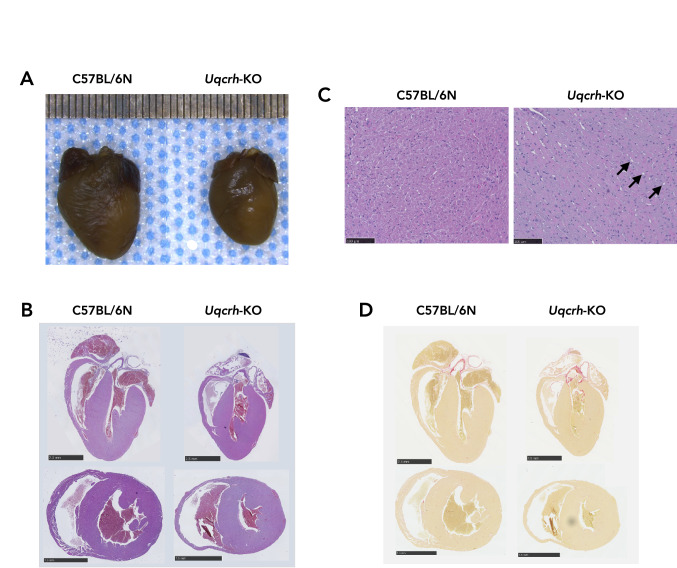 Knockout of the Complex III subunit Uqcrh causes bioenergetic impairment and cardiac contractile dysfunction.