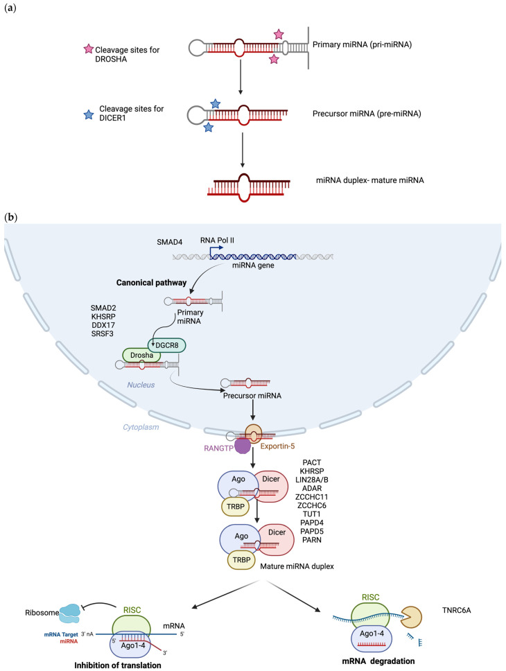 A Review of IsomiRs in Colorectal Cancer.